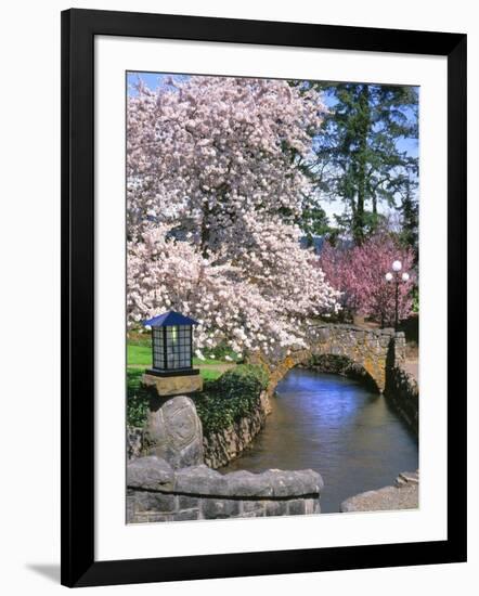 Spring Blossoms along Phelps Creek-Steve Terrill-Framed Photographic Print