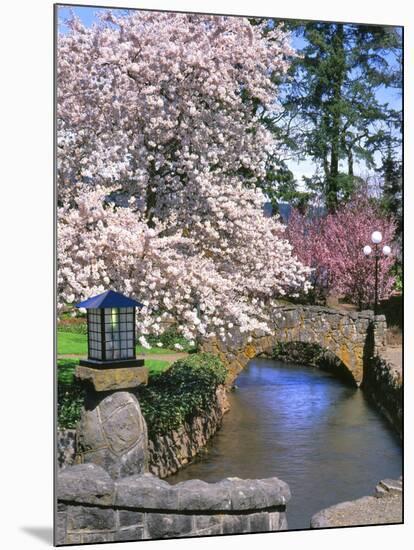 Spring Blossoms along Phelps Creek-Steve Terrill-Mounted Photographic Print