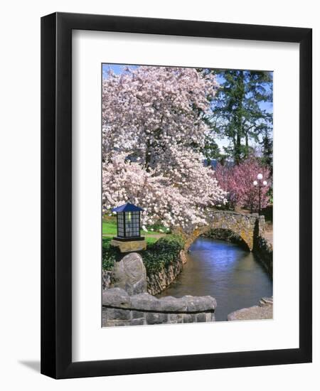 Spring Blossoms along Phelps Creek-Steve Terrill-Framed Photographic Print