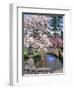 Spring Blossoms along Phelps Creek-Steve Terrill-Framed Photographic Print