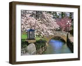 Spring Blossoms along Phelps Creek-Steve Terrill-Framed Photographic Print