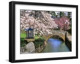 Spring Blossoms along Phelps Creek-Steve Terrill-Framed Photographic Print