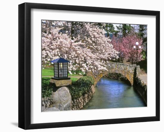 Spring Blossoms along Phelps Creek-Steve Terrill-Framed Photographic Print