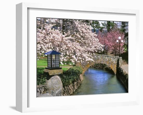 Spring Blossoms along Phelps Creek-Steve Terrill-Framed Photographic Print