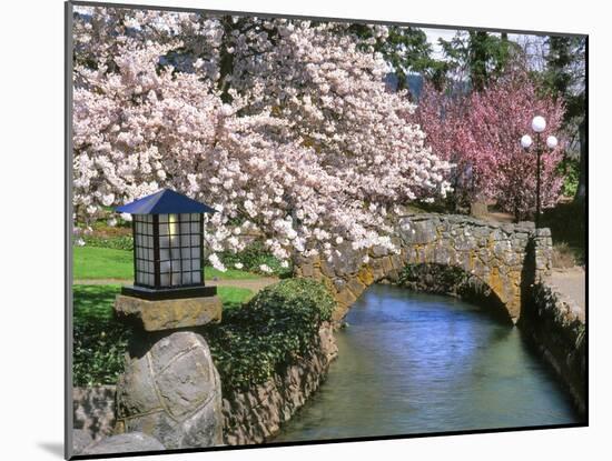 Spring Blossoms along Phelps Creek-Steve Terrill-Mounted Photographic Print