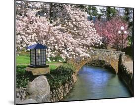 Spring Blossoms along Phelps Creek-Steve Terrill-Mounted Photographic Print