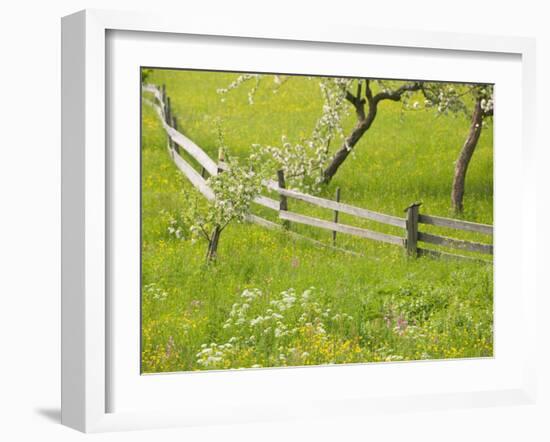 Spring Blossoms and Alpine Field, Kranjska Gora, Gorenjska, Slovenia-Walter Bibikow-Framed Premium Photographic Print