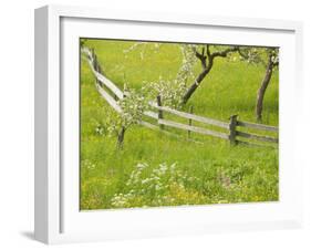 Spring Blossoms and Alpine Field, Kranjska Gora, Gorenjska, Slovenia-Walter Bibikow-Framed Premium Photographic Print