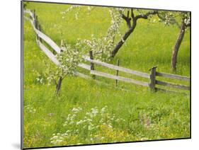 Spring Blossoms and Alpine Field, Kranjska Gora, Gorenjska, Slovenia-Walter Bibikow-Mounted Premium Photographic Print