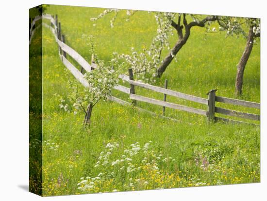 Spring Blossoms and Alpine Field, Kranjska Gora, Gorenjska, Slovenia-Walter Bibikow-Stretched Canvas