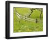 Spring Blossoms and Alpine Field, Kranjska Gora, Gorenjska, Slovenia-Walter Bibikow-Framed Photographic Print