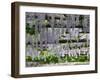 Spring Blossoms, Capri, Campania, Italy-Walter Bibikow-Framed Photographic Print