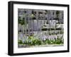 Spring Blossoms, Capri, Campania, Italy-Walter Bibikow-Framed Photographic Print