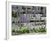 Spring Blossoms, Capri, Campania, Italy-Walter Bibikow-Framed Photographic Print