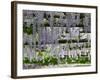 Spring Blossoms, Capri, Campania, Italy-Walter Bibikow-Framed Photographic Print