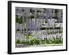 Spring Blossoms, Capri, Campania, Italy-Walter Bibikow-Framed Photographic Print