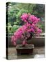 Spring Blossoms cover Bonsai, The Chi Lin Buddhist Nunnery, Wong Tai Sin District, Hong Kong, China-Charles Crust-Stretched Canvas