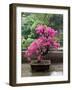 Spring Blossoms cover Bonsai, The Chi Lin Buddhist Nunnery, Wong Tai Sin District, Hong Kong, China-Charles Crust-Framed Photographic Print