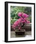 Spring Blossoms cover Bonsai, The Chi Lin Buddhist Nunnery, Wong Tai Sin District, Hong Kong, China-Charles Crust-Framed Photographic Print