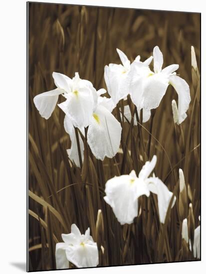 Spring Blossoms I-Boyce Watt-Mounted Giclee Print