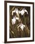 Spring Blossoms II-Boyce Watt-Framed Giclee Print