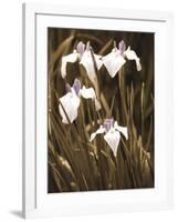 Spring Blossoms II-Boyce Watt-Framed Giclee Print