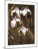 Spring Blossoms II-Boyce Watt-Mounted Giclee Print