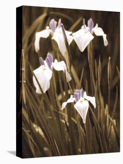 Spring Blossoms II-Boyce Watt-Stretched Canvas