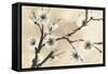 Spring Blossoms II-Chris Paschke-Framed Stretched Canvas