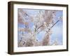 Spring Blossoms-George Johnson-Framed Photographic Print