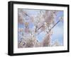 Spring Blossoms-George Johnson-Framed Photographic Print