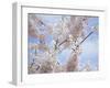 Spring Blossoms-George Johnson-Framed Photographic Print