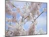 Spring Blossoms-George Johnson-Mounted Photographic Print