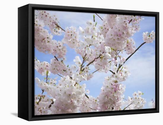 Spring Blossoms-George Johnson-Framed Stretched Canvas