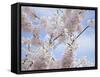 Spring Blossoms-George Johnson-Framed Stretched Canvas