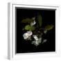 Spring Blossoms-Magda Indigo-Framed Photographic Print