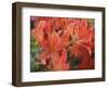 Spring Blossoms-Anna Miller-Framed Photographic Print