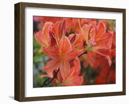 Spring Blossoms-Anna Miller-Framed Photographic Print