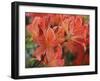 Spring Blossoms-Anna Miller-Framed Photographic Print