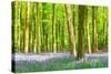 Spring Bluebell-Robert Maynard-Stretched Canvas