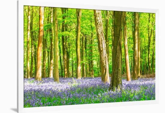 Spring Bluebell-Robert Maynard-Framed Photographic Print