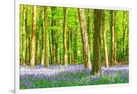 Spring Bluebell-Robert Maynard-Framed Photographic Print