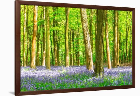 Spring Bluebell-Robert Maynard-Framed Photographic Print