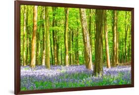 Spring Bluebell-Robert Maynard-Framed Photographic Print