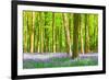 Spring Bluebell-Robert Maynard-Framed Photographic Print