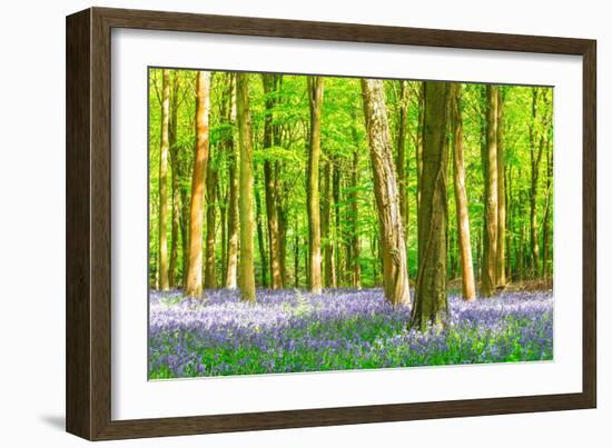 Spring Bluebell-Robert Maynard-Framed Photographic Print