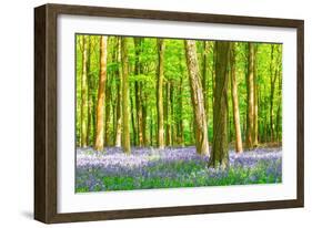 Spring Bluebell-Robert Maynard-Framed Photographic Print