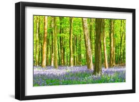 Spring Bluebell-Robert Maynard-Framed Photographic Print