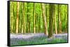 Spring Bluebell-Robert Maynard-Framed Stretched Canvas