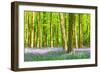 Spring Bluebell-Robert Maynard-Framed Premium Photographic Print